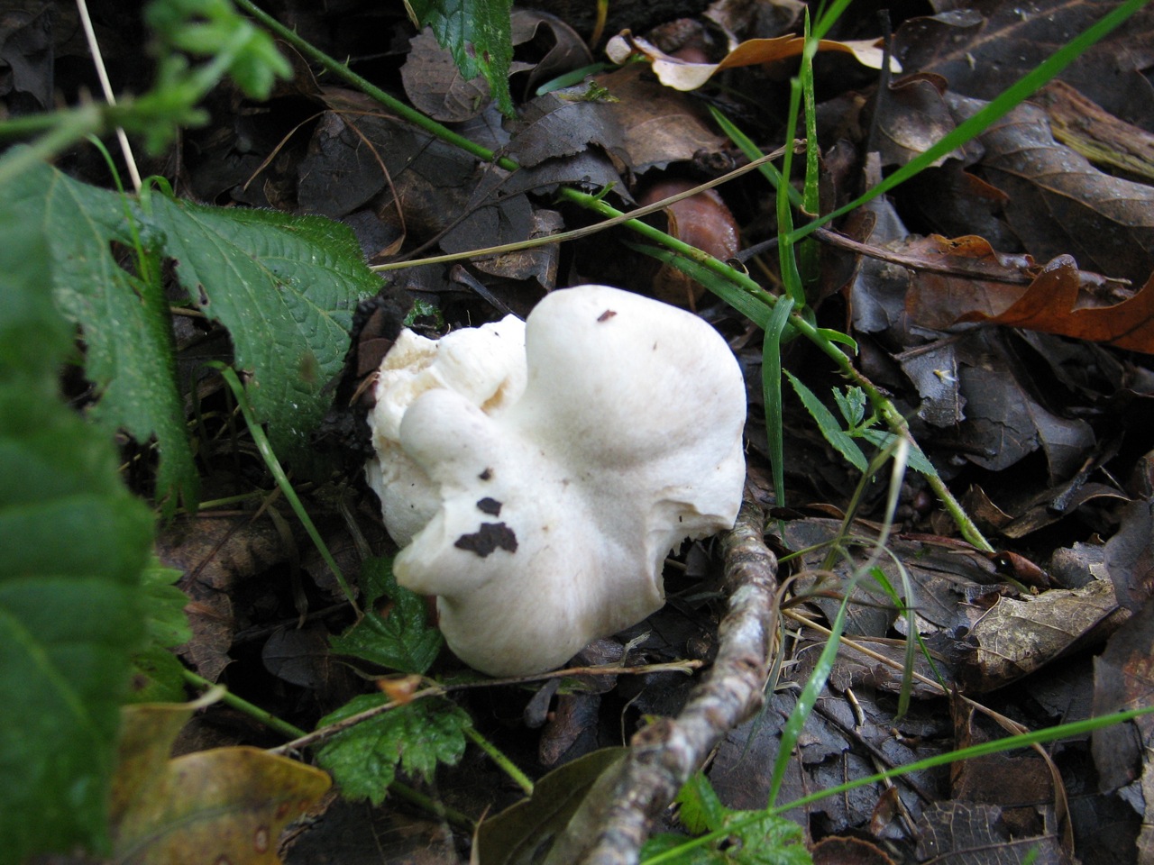 Entoloma Lividum 02